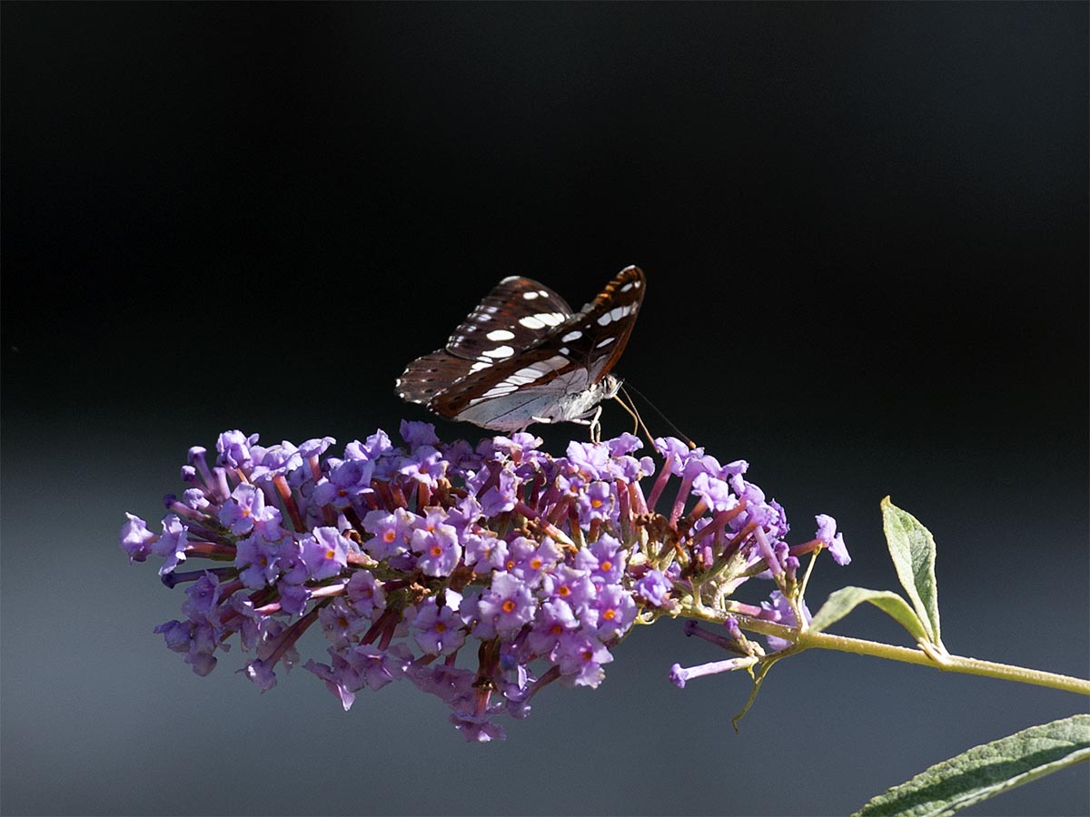Lymenitis reducta